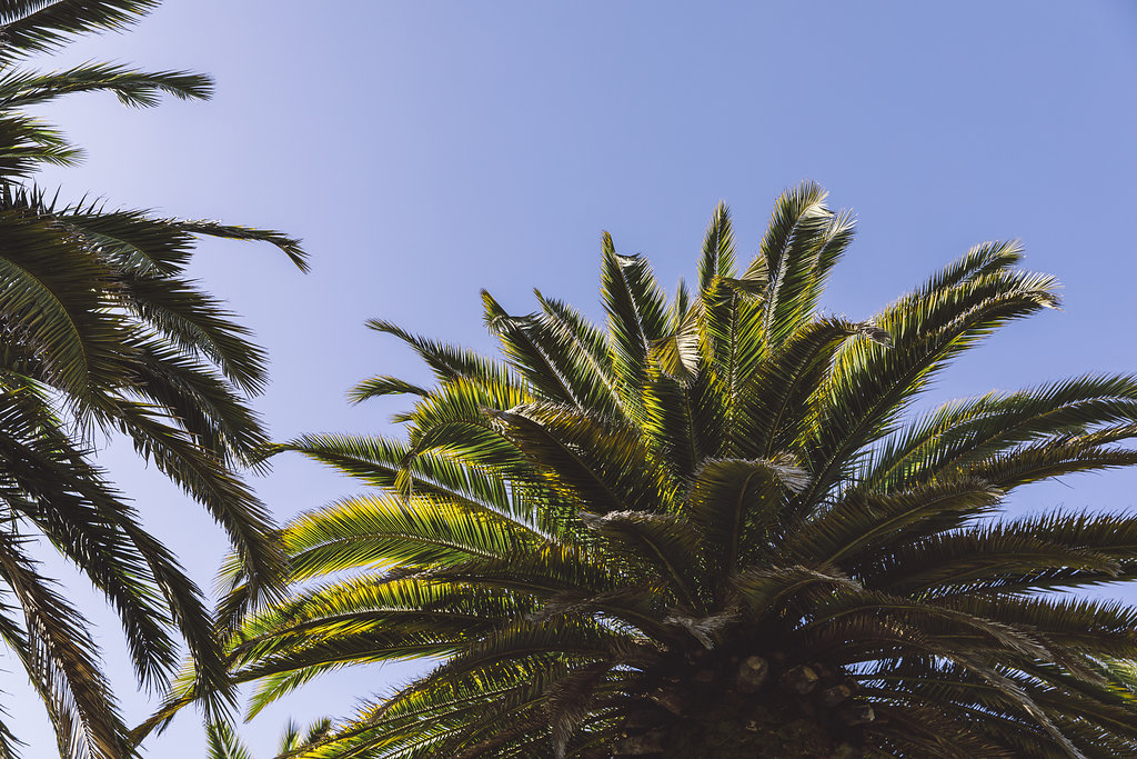 Palm Trees